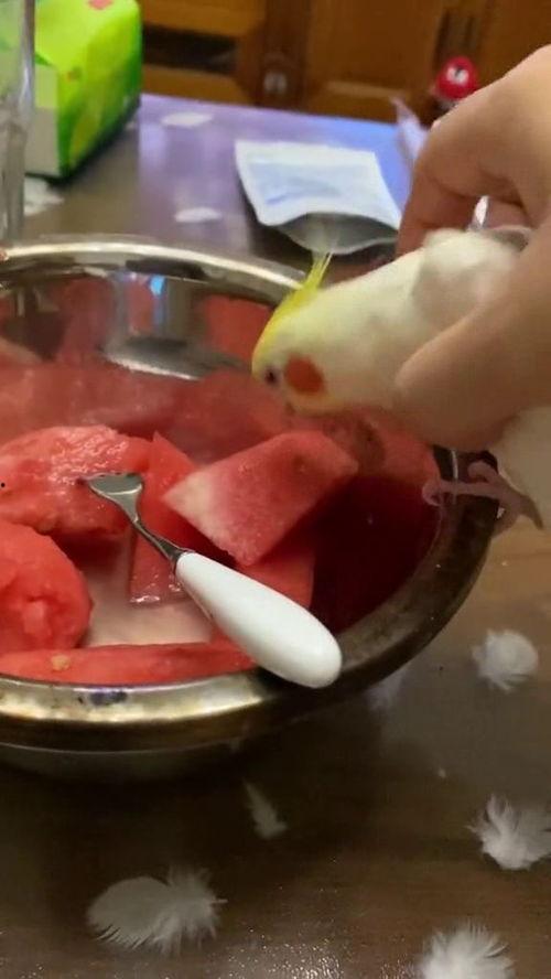 鹦鹉吃瓜怎么处理,趣味处理与生活启示
