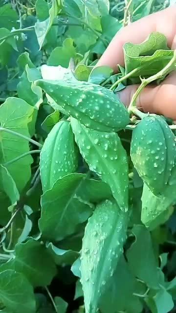 吃瓢瓜的害处,警惕吃瓢瓜的五大潜在危害