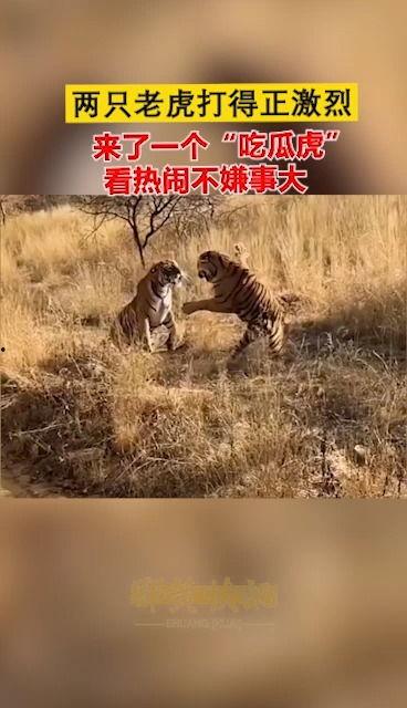 吃瓜虎照片,揭秘网络红人的崛起之路