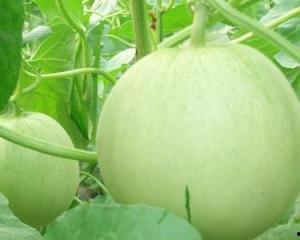 吃甜瓜野瓜,甜瓜的天然风味之旅