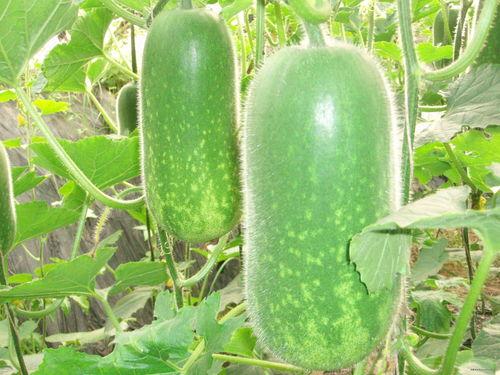 吃蒸吊瓜减肥吗,神奇减肥美食，轻松享瘦新选择