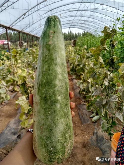 带你吃瓜过程,带你领略“吃瓜”文化的魅力与演变