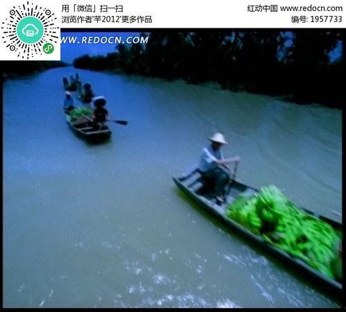 芦苇吃瓜视频素材下载