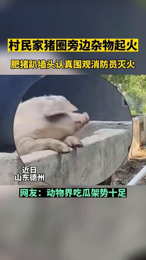 和吃瓜群众类似的动物