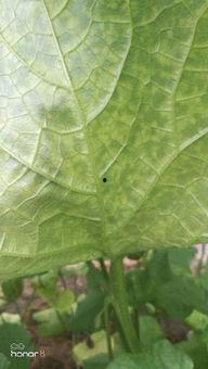 哈密瓜叶黄怎么吃