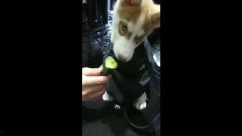 天才吃瓜狗狗视频,萌态十足引网友爆笑