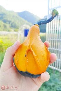 哈尔滨宝妈吃瓜,揭秘育儿圈里的那些事儿