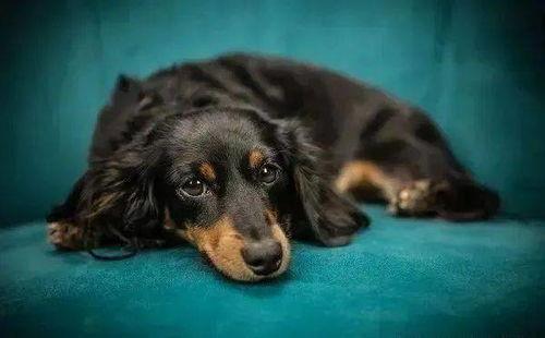 厦门疫情狗狗吃瓜图片,温馨画面引网友热议