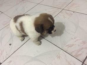 狗吃瓜吃吐了怎么回事,原因及应对措施