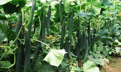 吃瓜的季节立夏,夏季美食盛宴