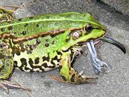 淮安小青蛙吃瓜,淮安小青蛙的夏日吃瓜趣事