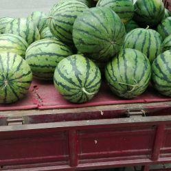 金龙湾孙庄吃瓜,夏日吃瓜盛宴，共享欢乐时光