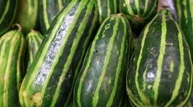 许多的瓜可以吃吗,探索各种美味瓜类