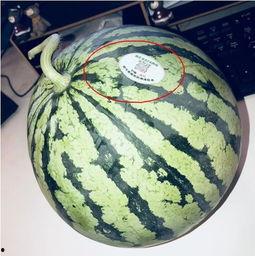 威海网红吃瓜,揭秘幕后故事与热门话题