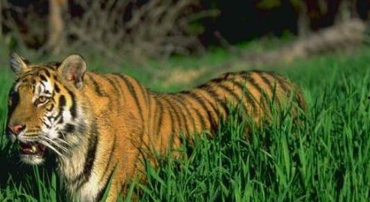 猛虎吃瓜图片大全,趣味横生的野生动物瞬间捕捉