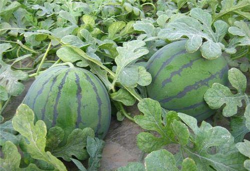 西瓜地吃瓜,一场别开生面的吃瓜盛宴