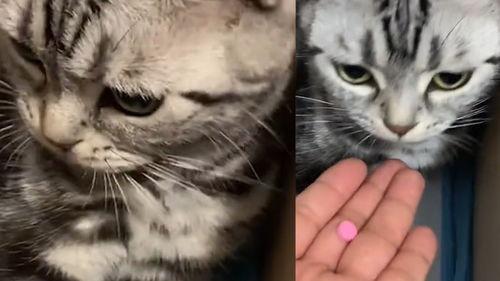 猫德学院吃瓜,揭秘喵星人的吃瓜日常