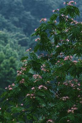 吃瓜文静,揭秘娱乐圈背后的那些事儿