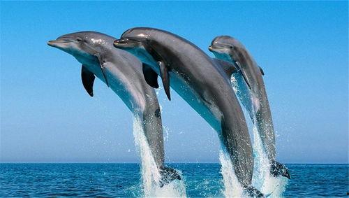 海豚吃齐瓜,揭秘它们对齐瓜的偏爱之谜