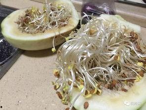 三白瓜怎么切开吃,美味食用指南